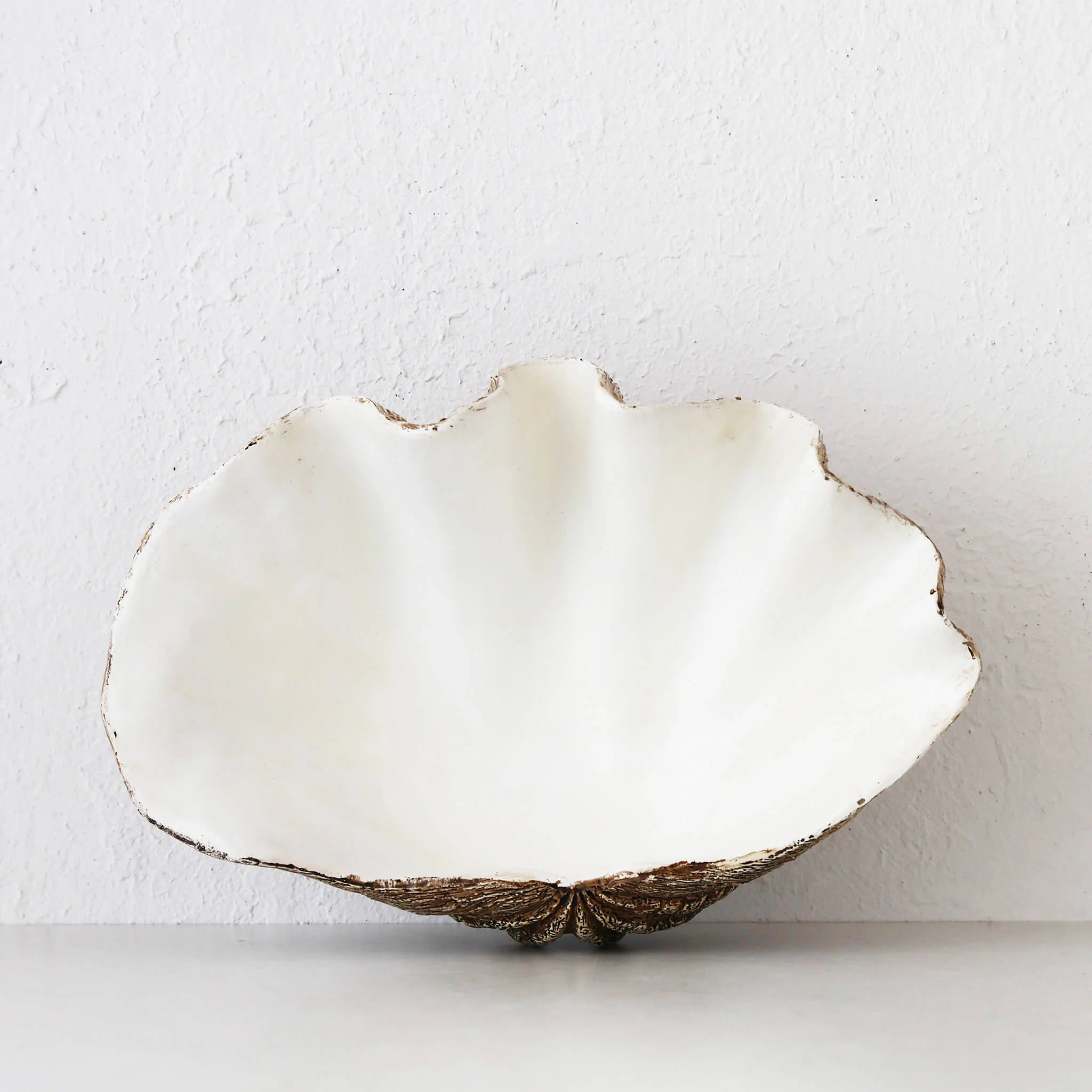 GIANT CLAM SHELL | DECORATIVE BOWL | NATURAL RESIN | LARGE - Image 2